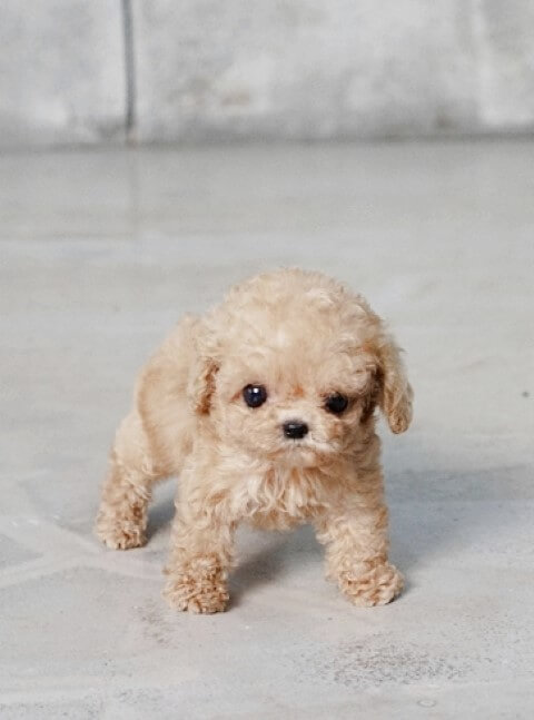 teacup puppies sale md teacup pekingese puppies pekingese puppies breeds picture teacup puppies sale md teacup pekingese puppies pekingese puppies breeds picture
