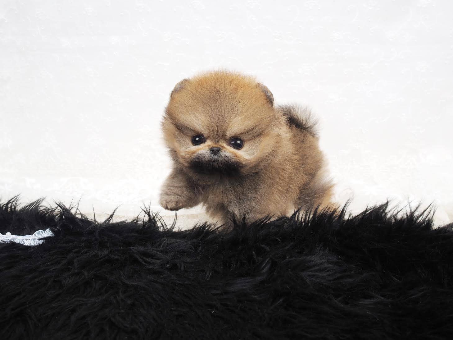 teacup pomeranian nyc kayley micro teacup pomeranian posh pocket pups teacup pomeranian nyc kayley micro teacup pomeranian posh pocket pups