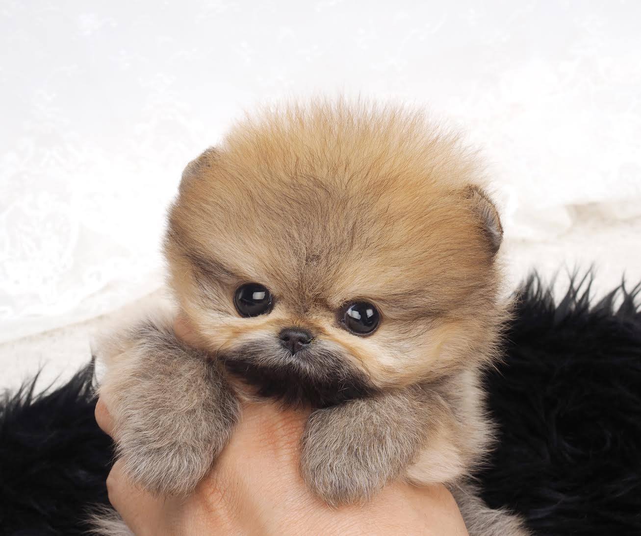 How to Know if Your Male Dog Is Ready to Breed How to Know if Your Male Dog Is Ready to Breed new pictures How to Know if Your Male Dog Is Ready to Breed How to Know if Your Male Dog Is Ready to Breed new picture