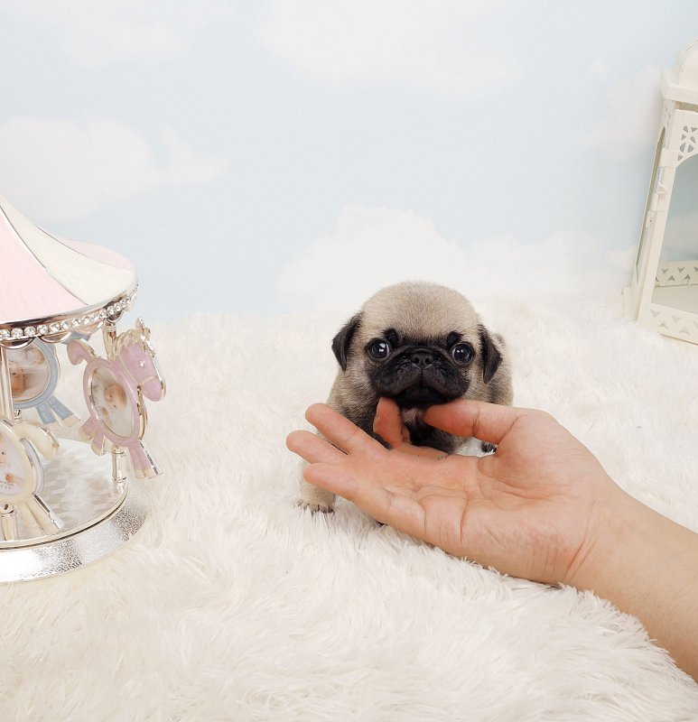 micro pug price everest pug tiny teacup pups micro pug price everest pug tiny teacup pups