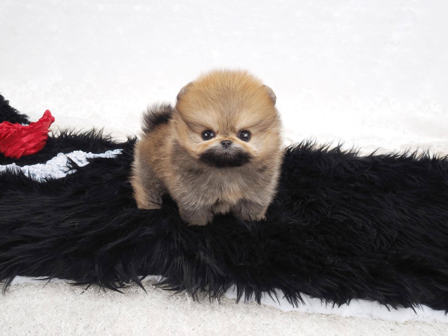 teacup pomeranian nyc kayley micro teacup pomeranian posh pocket pups teacup pomeranian nyc kayley micro teacup pomeranian posh pocket pups