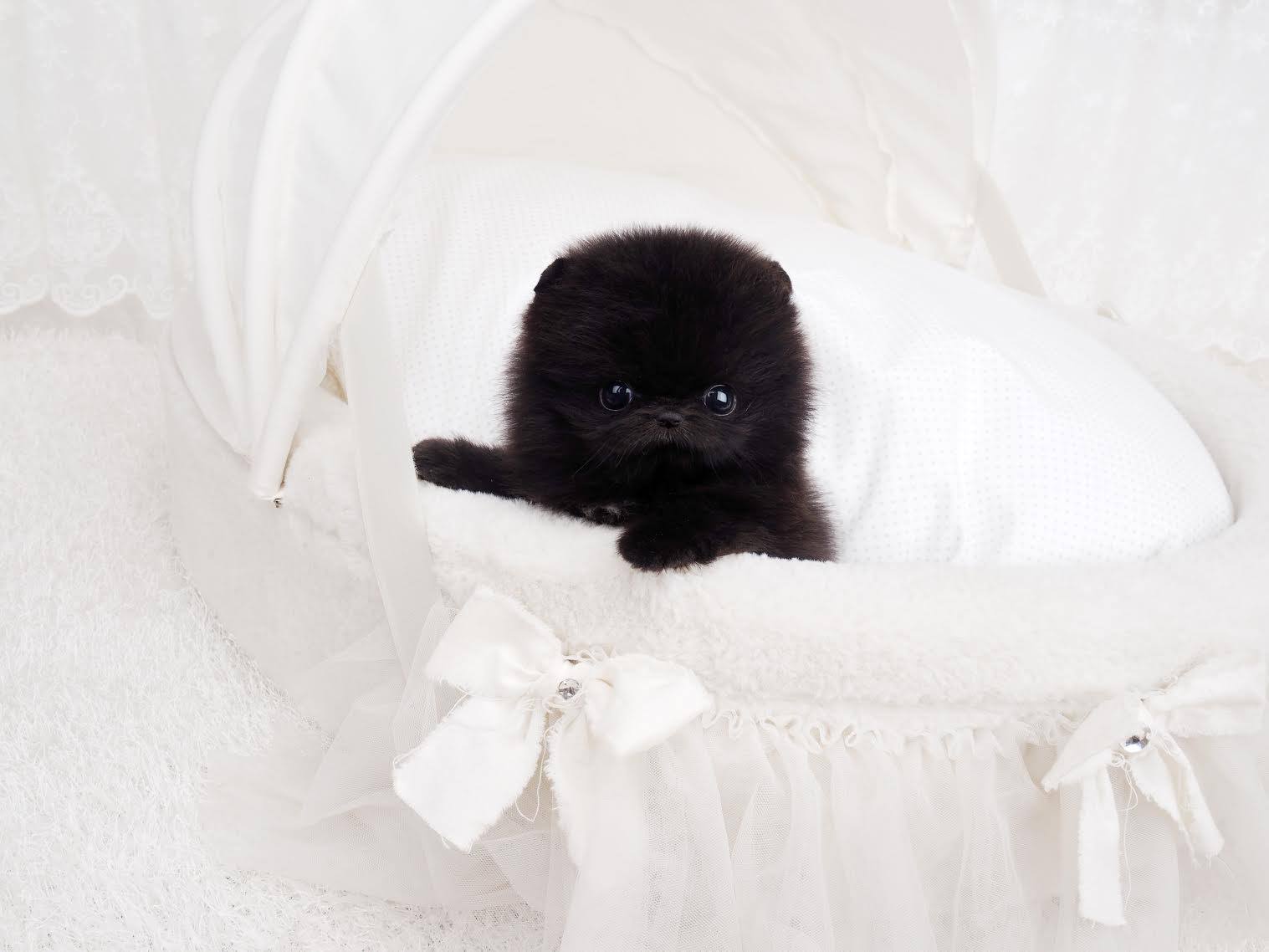 black pomeranian teacup black micro teacup pomeranian posh pocket pups black pomeranian teacup black micro teacup pomeranian posh pocket pups