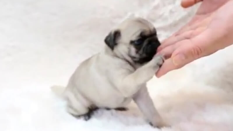 micro pug price micro teacup pug tiny teacup pups designer puppies 1 323 498 4529 micro pug price micro teacup pug tiny teacup pups designer puppies 1 323 498 4529