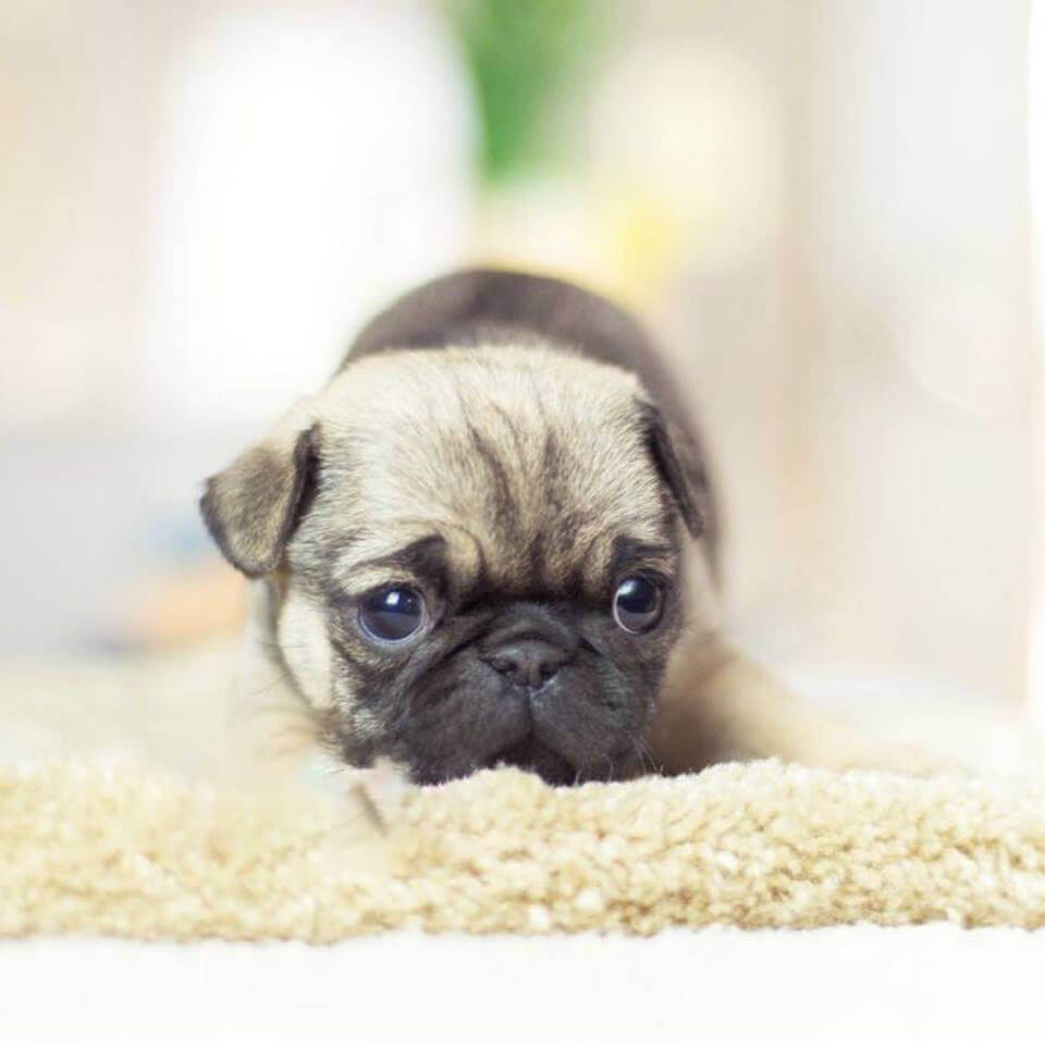 mini motsu pug