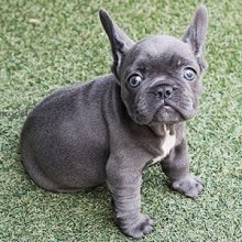 Tiny Teacup Pups - High Quality Tiny Teacup Puppies for sale now ...