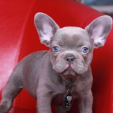 Tiny Teacup Pups - amazing micro teacup puppies available for sale ...