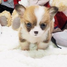 pugs for sale in reno nv tiny teacup pups high quality tiny teacup puppies for sale now teacup frenchies pugs for sale in reno nv tiny teacup pups high quality tiny teacup puppies for sale now teacup frenchies