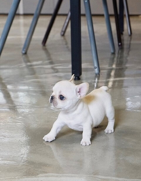 White VIP Tiny Frenchie - Tiny Teacup Pups