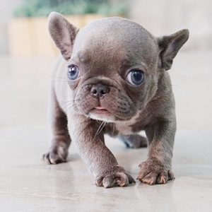 Lotus Micro White Bichon Frise Tiny Teacup Pups Designer Puppies Blue Mini French Bulldog Puppy For