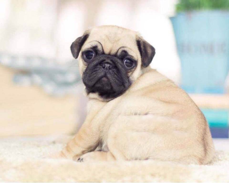 mini motsu pug
