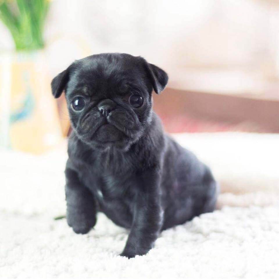 Mini Black Pug Goldenacresdogs Mini Black Pug Goldenacresdogs