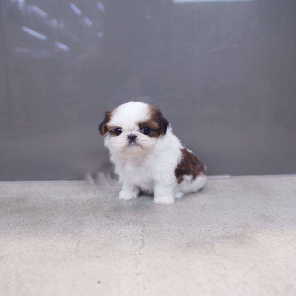 Micro Teacup Shih Tzu Puppies Goldenacresdogs Micro Teacup Shih Tzu Puppies