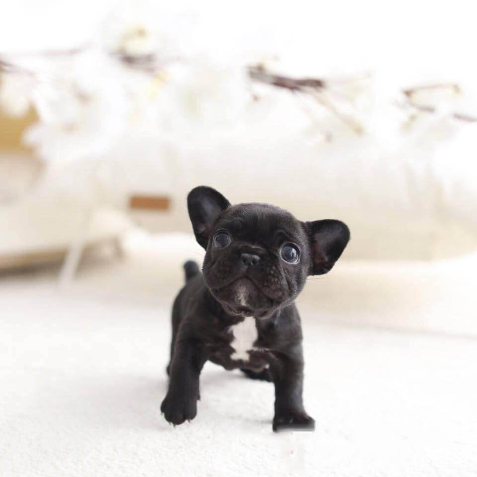Bobby Black Teacup French Bulldog - Tiny Teacup Pups