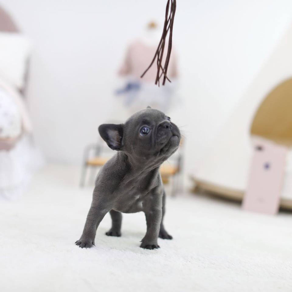 Rebel Blue Mini French Bulldog Tiny Teacup Pups
