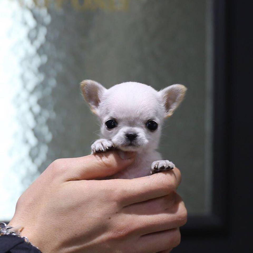 smallest teacup chihuahua