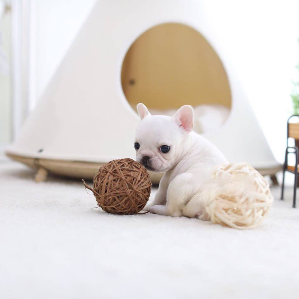 Sara White Mini French Bulldog - Tiny Teacup Pups