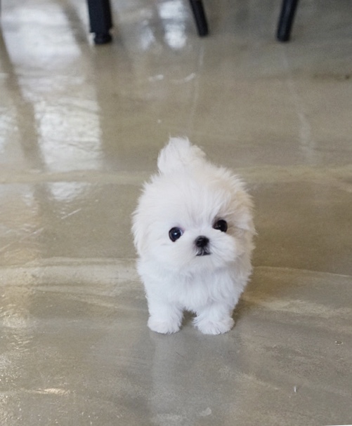 Micro Miniature Maltese Goldenacresdogs Micro Miniature Maltese