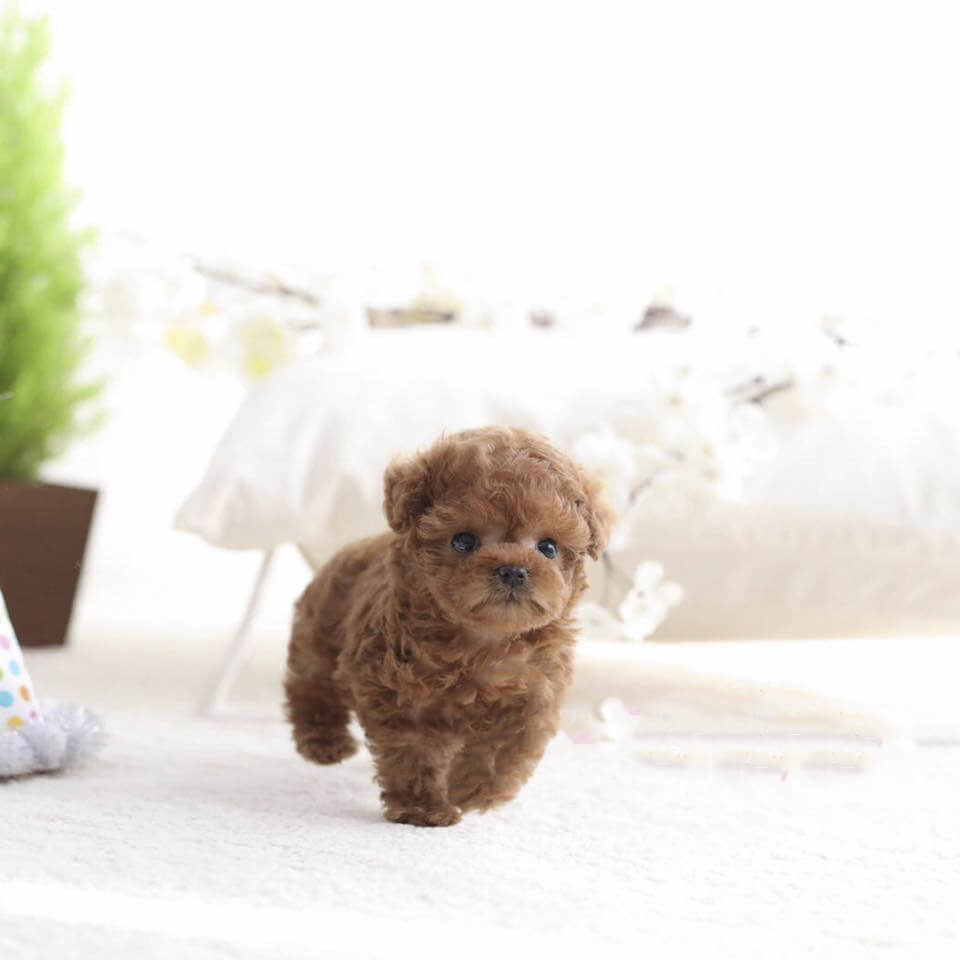 tea cup poodle tea cup poodle