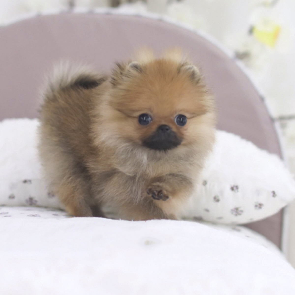 Cute Mini Teacup Pomeranian