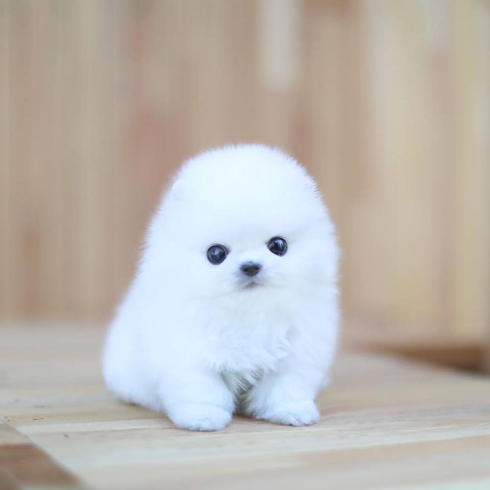 mini pom white