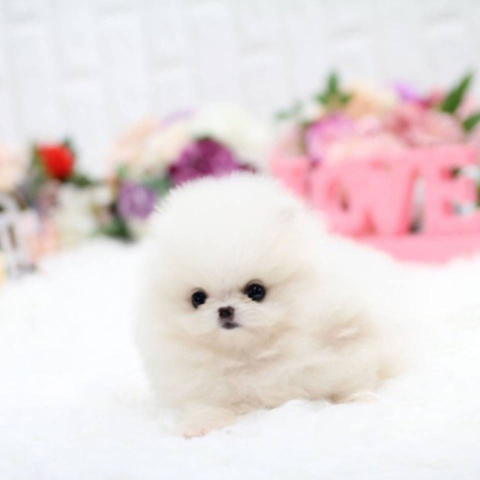 mini teacup puppy