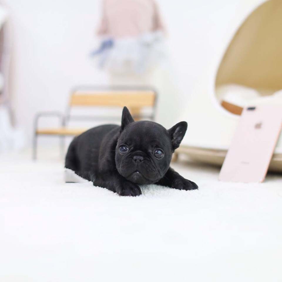 teacup toy bulldog