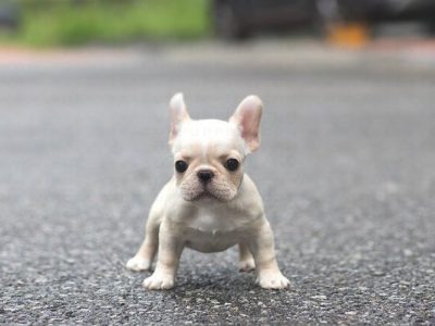 tiny teacup pups designer puppies 1 323 498 4529