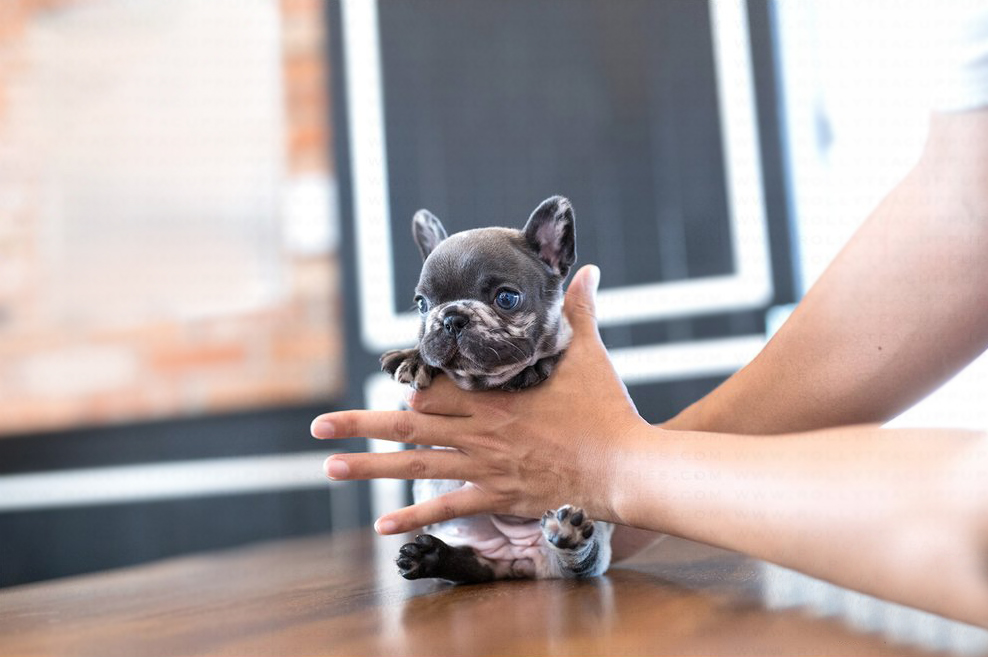 View Blue Teacup Mini French Bulldog Stock