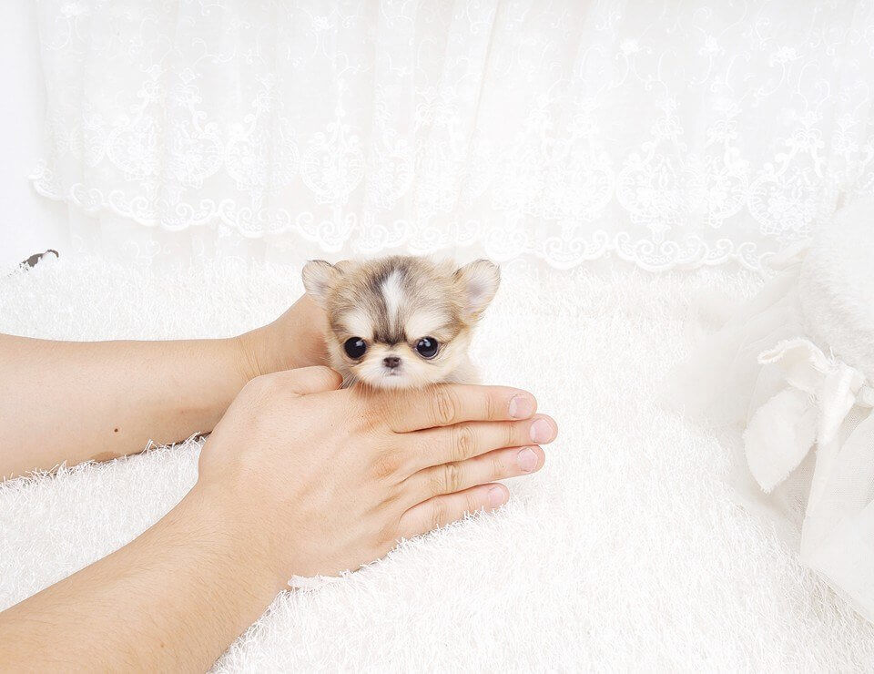 mini pocket chihuahua