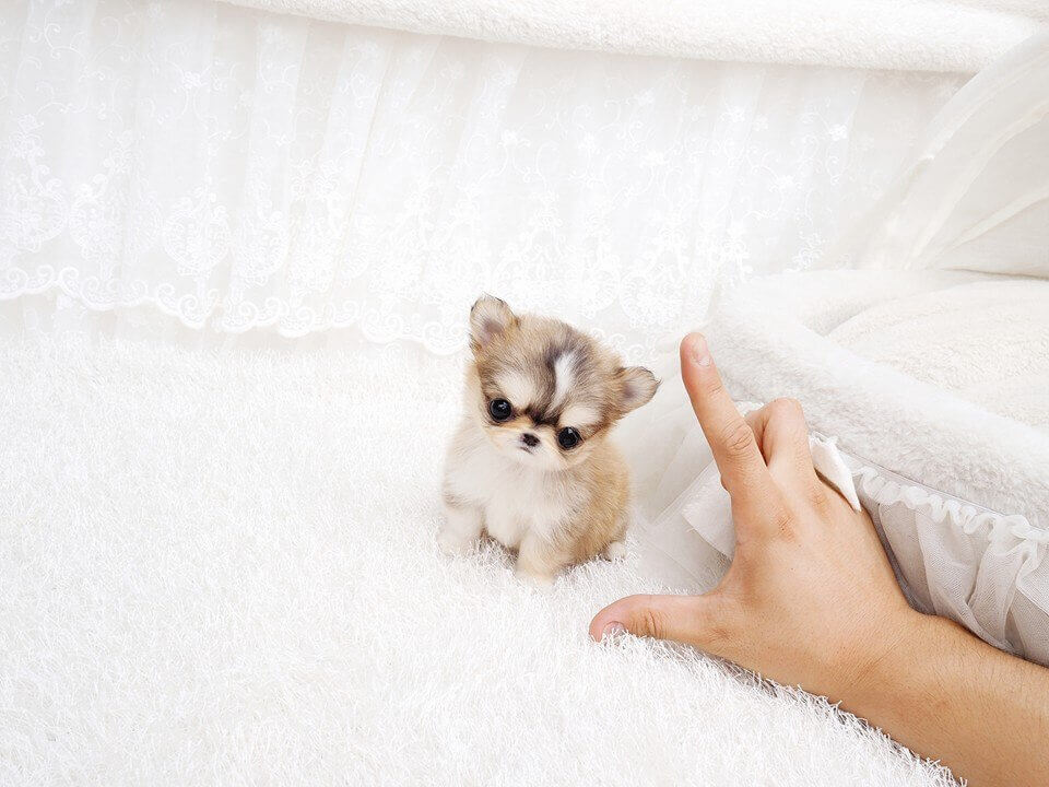 micro miniature chihuahua