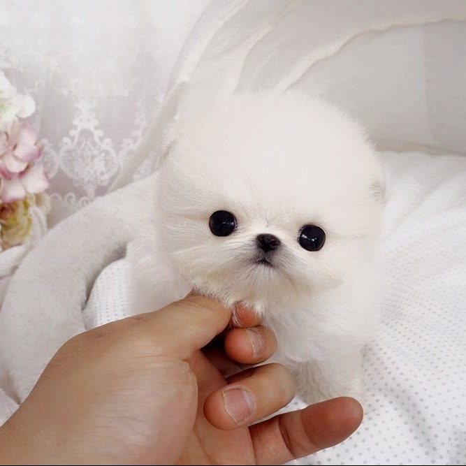Perla White Micro Pomeranian | Tiny Teacup Pups