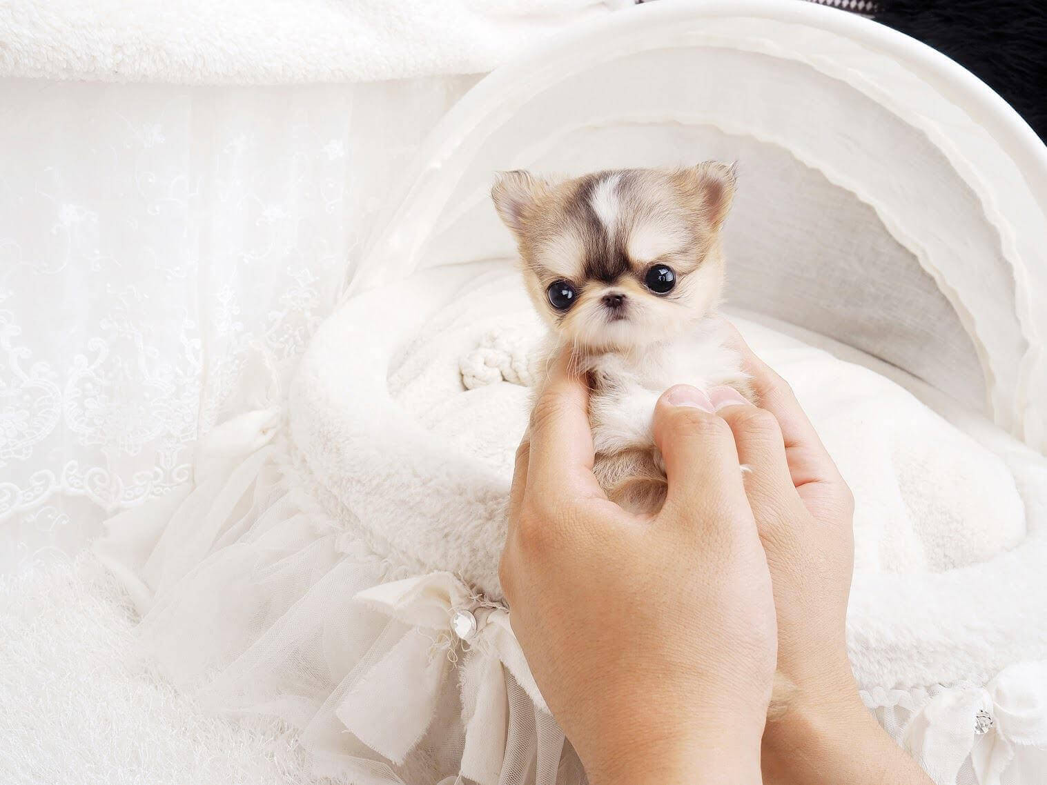 micro miniature chihuahua