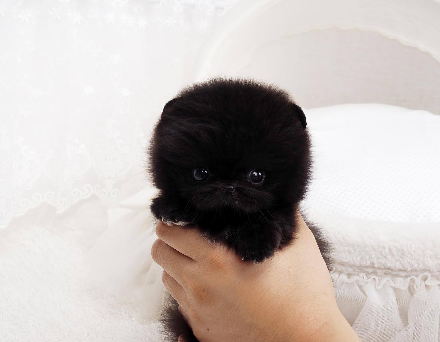 Micro Teacup Pomeranian Black Pic