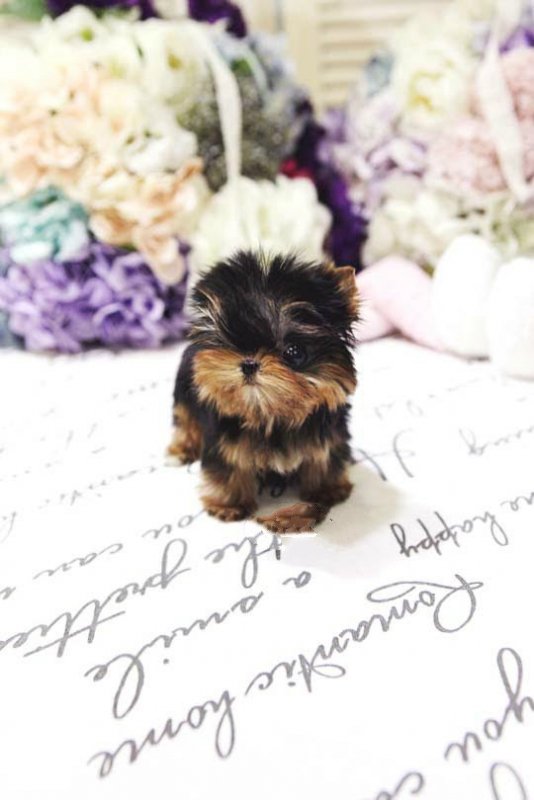 Cute Yolo Teacup Yorkie Puppies for Sale - MICROTEACUPS ...