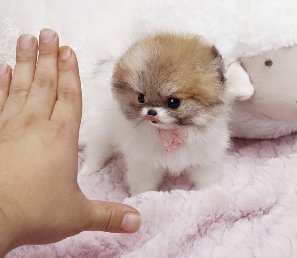 Boutique Teacup Puppies Review - Natalie White Teacup Pomeranian - MICROTEACUPS : Teacup poodle puppies, teacup yorkies puppies, teacup maltese puppies.