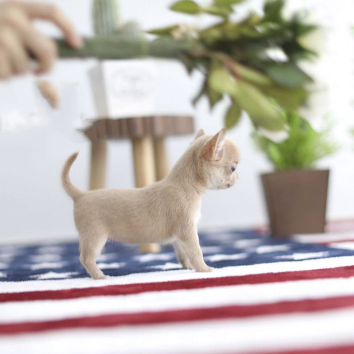 teacup micro chihuahua