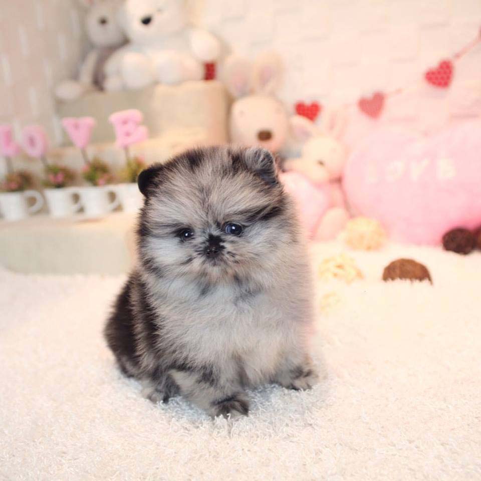 North Blue Merle Teacup Pom North Blue Merle Teacup Pom