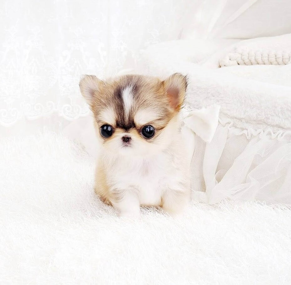 smallest teacup chihuahua