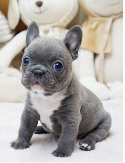 Faboo Blue Mini French Bulldog - MICROTEACUPS