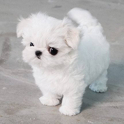 Micro Maltese Full Grown Goldenacresdogs Micro Maltese Full Grown