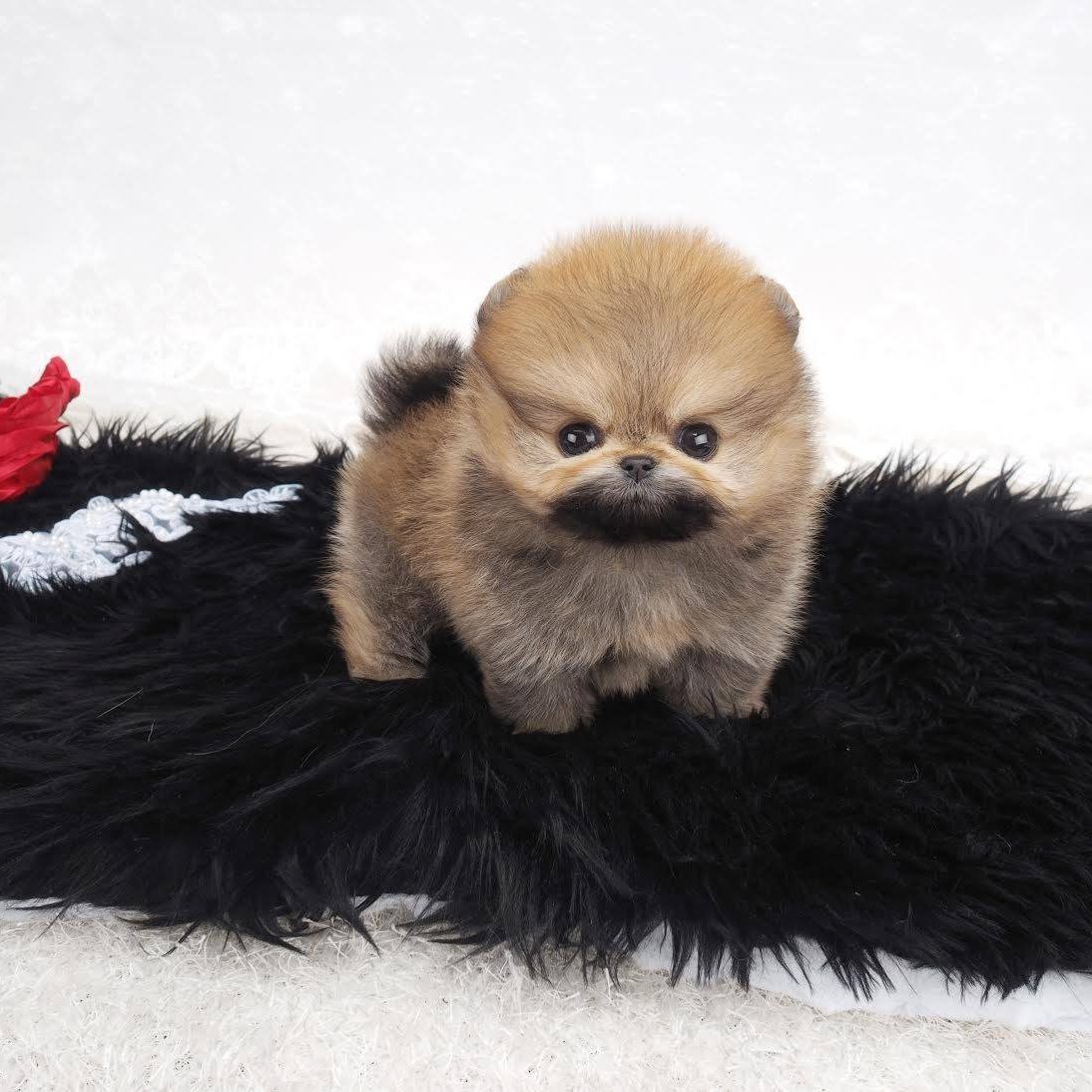 Nyla Micro Pomeranian Microteacups Nyla Micro Pomeranian Microteacups