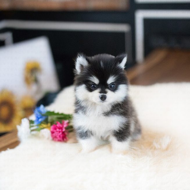 Happy Teacup Pomsky - MICROTEACUPS