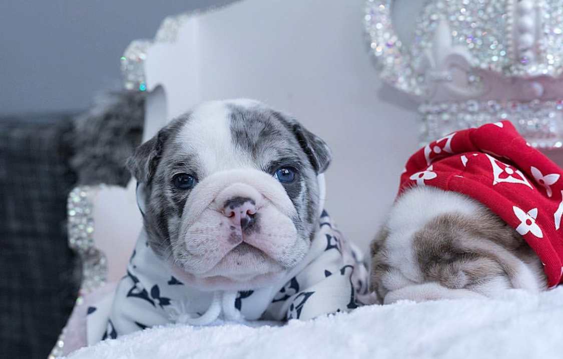 teacup toy bulldog