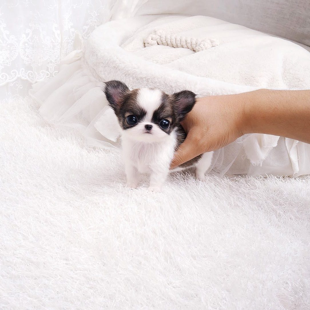 micro miniature chihuahua