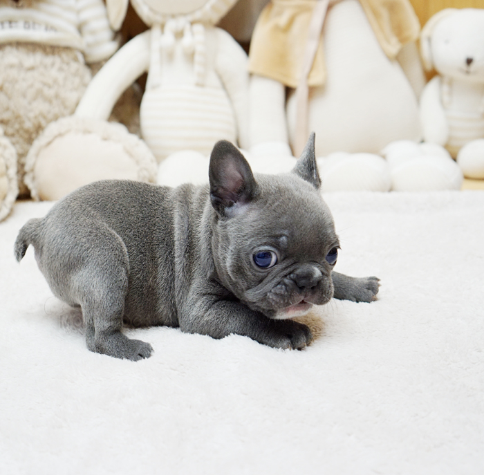 Faboo Blue Miniature French bulldog for sale
