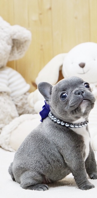 Faboo Blue Miniature French bulldog for sale