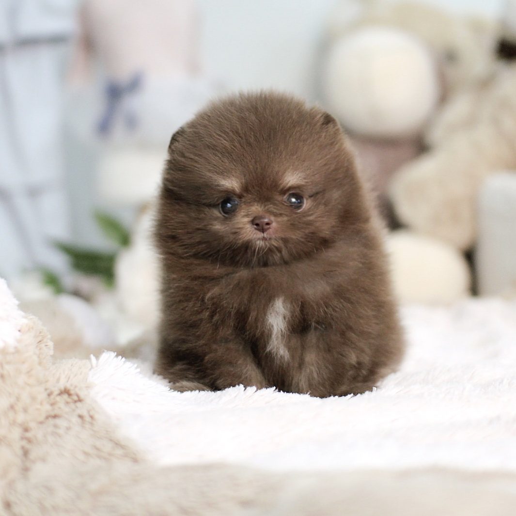 45+ Brown Pomeranian Puppies Teacup