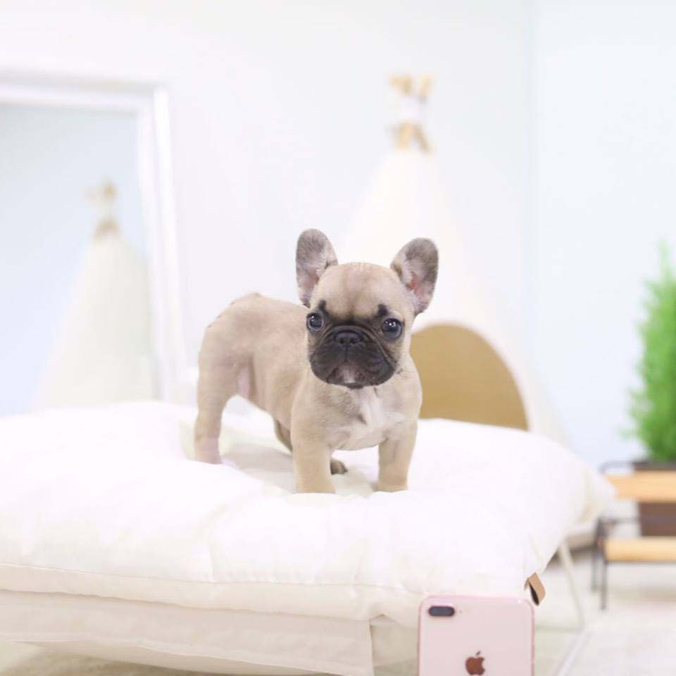 Droll Cheap Teacup French Bulldog Puppies For Sale