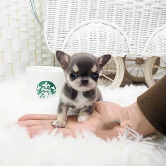 Droll Micro Teacup Chihuahua Puppies For Sale