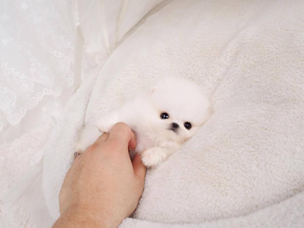 white pomeranian teddy
